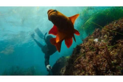 GoPro Extension Pole + Waterproof Shutter Remote -Home Appliances AGXTS 002 ES 9 0854459f 0da1 4f34 ba95 62d8a2a310f4